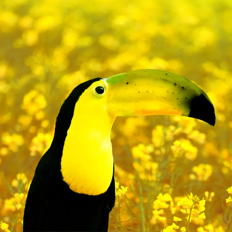 Toucan Design